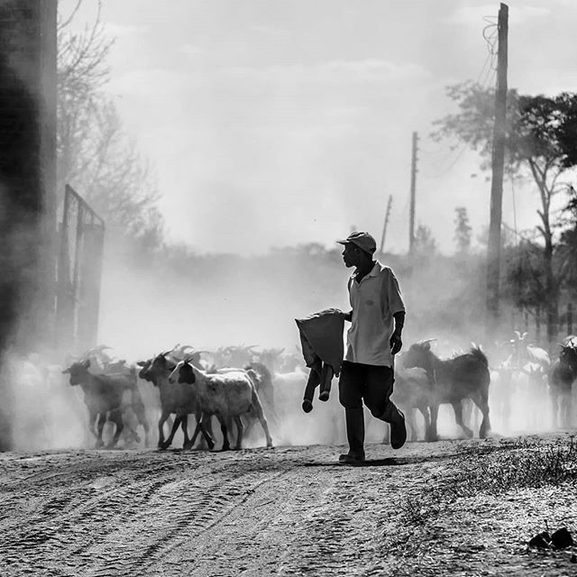 EverydayAfrica's tweet photo. MUFUDZI | SHEPHERD
A shepherd hearding a flock of goats at the end of a day in the pastures at Muchengete Farm in Glendale which is a farming community in Mashonaland central province.
Image by @ralphchikambi
#glendale #zimbabwe #visitzimbabwe #everydayzimbabwe #everydaya… https://t.co/Cl7ihBs3vh