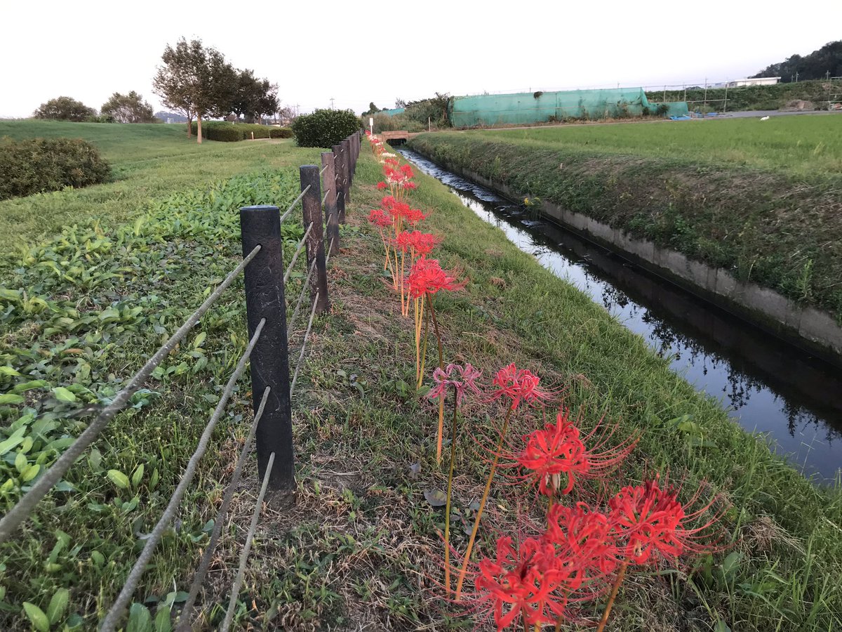 hyperforce1's tweet image. 今晩は
彼岸花たちがいますよ