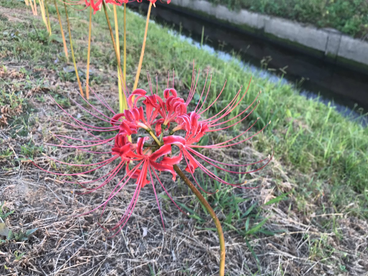 hyperforce1's tweet image. 今晩は
彼岸花たちがいますよ