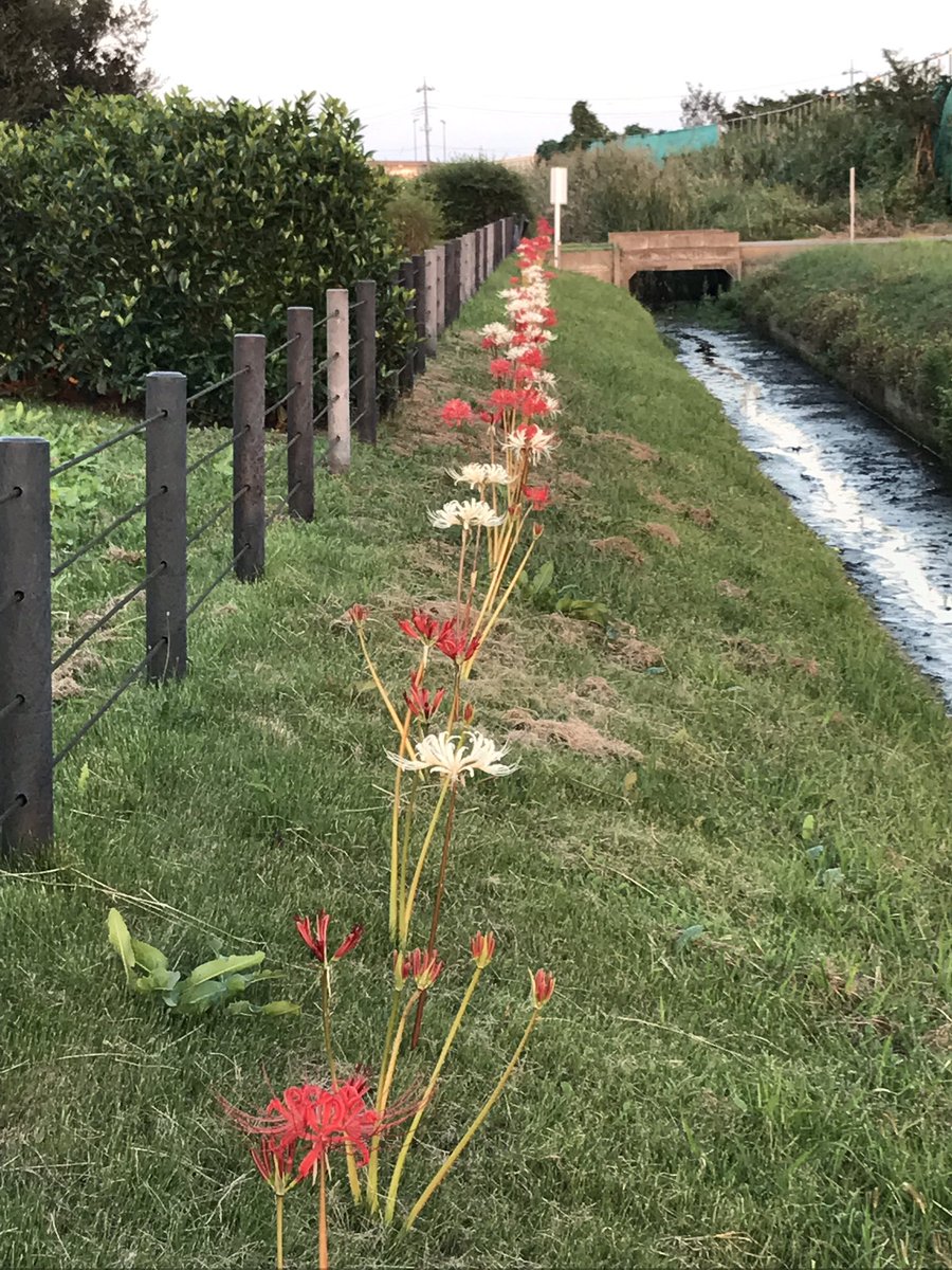 hyperforce1's tweet image. 今晩は
彼岸花たちがいますよ