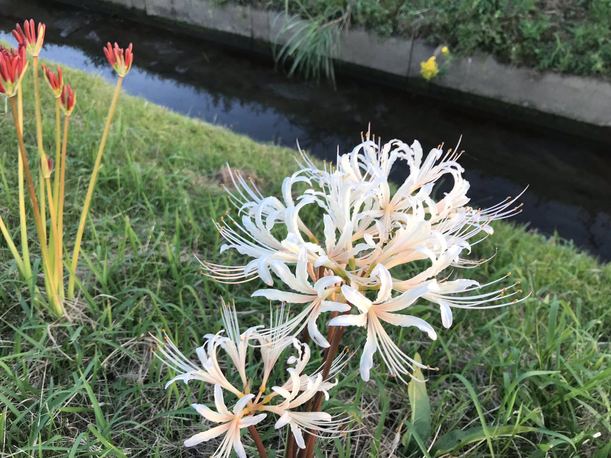 hyperforce1's tweet image. 今晩は
彼岸花たちがいますよ