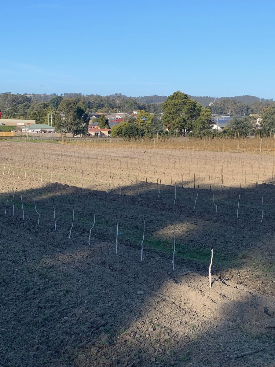 Sunday Morning this was an empty paddock. 2 days, 3 tanks of diesel and a LOT of hours in the tractor it’s the new home of 2000 Ambrosia Apple trees.