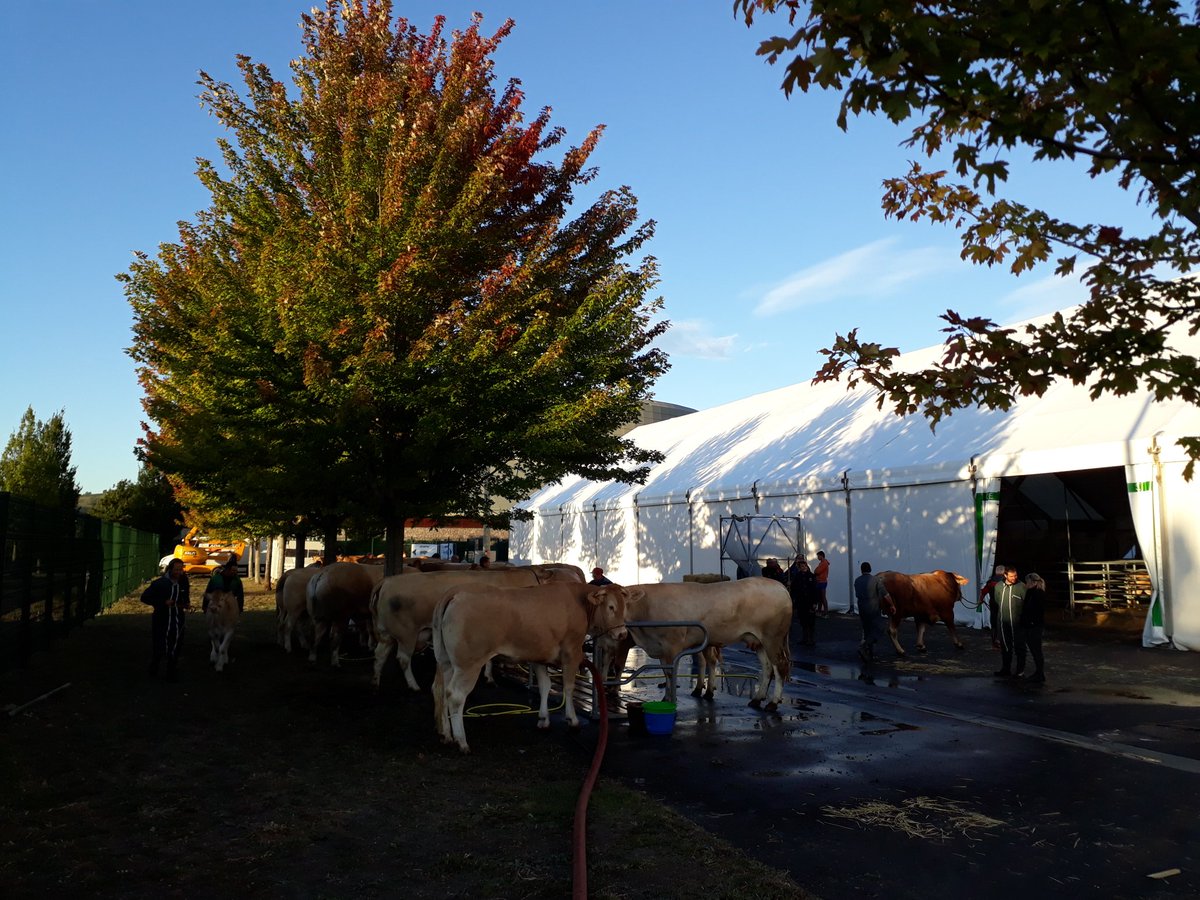 InterbevAuRA's tweet image. Préparation des #blondes d'Aquitaine pour leur concours National ! Le stand #interbev aussi se prépare pour recevoir les #éleveurs et autres professionnels de notre filière élevage &amp;amp; viande ! 
Rdv hall bovins viande 
@SommetElevage #ceuxquifontlaviande