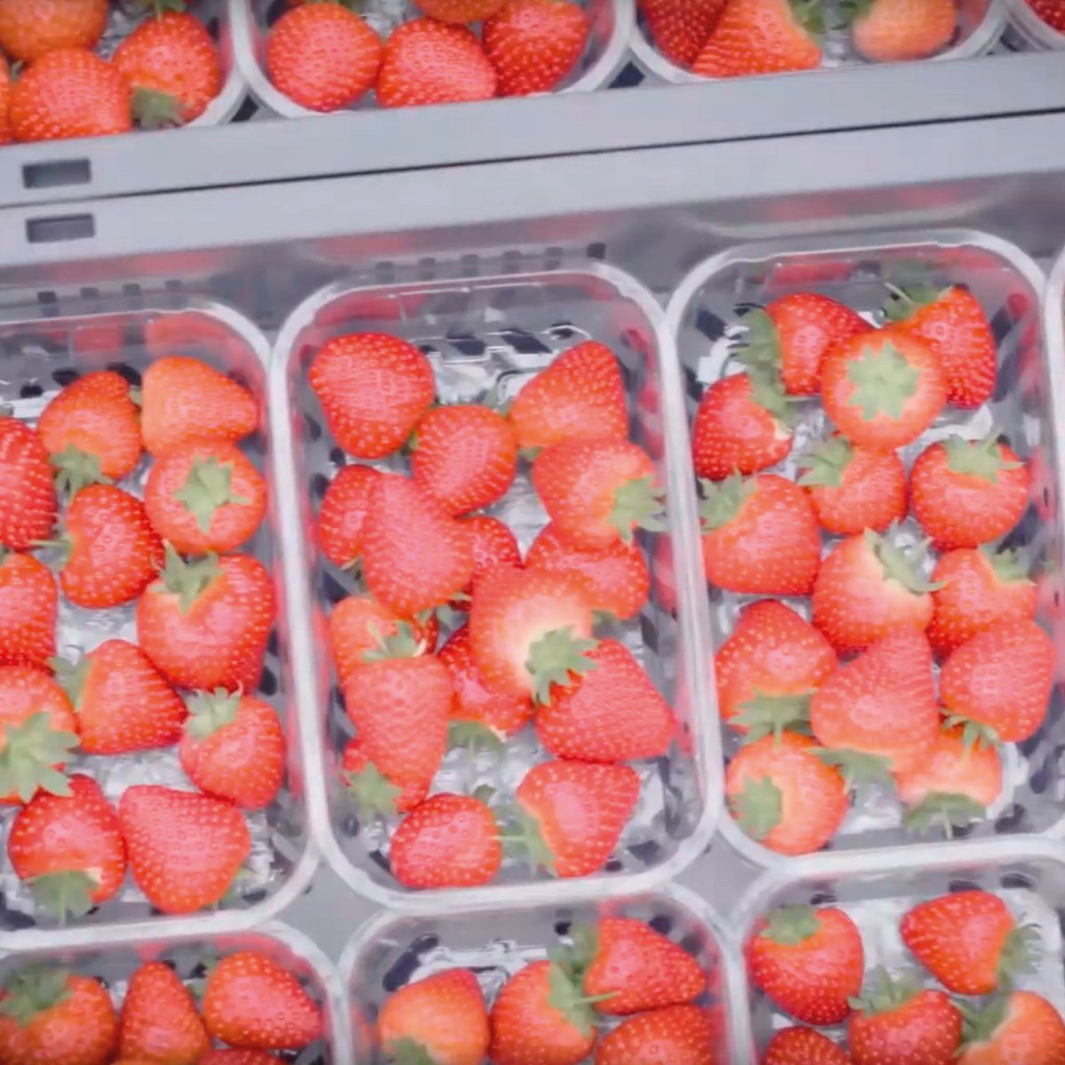 kpGroup_'s tweet photo. 🎬 Recent trials by our sister company INFIA proved our, fruit and vegetable packaging is 100% #recyclable. Follow the #circular journey of our strawberry 🍓punnets from start to finish and back to the start again!

https://t.co/oAHduqPlcG

#kp #PositivePlasticsPledge #PPPyear1 https://t.co/E80eW32f93