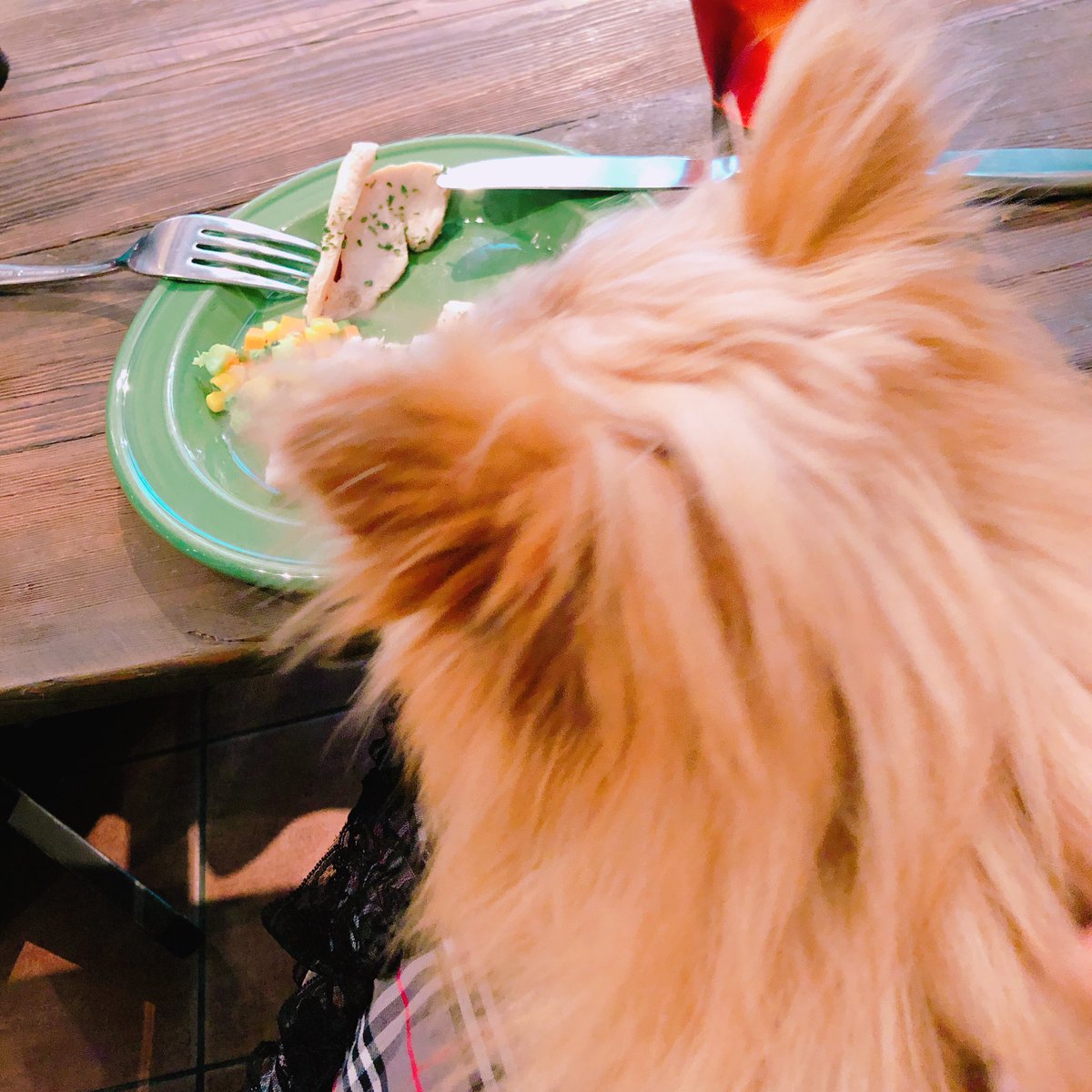 pipi_823_'s tweet photo. ローストチキンにしたんだけどドッグカフェ緊張してるのかあまり食べない🐶💭
#DogConcierge&amp;Community
#ドッグカフェ
#ポメキー https://t.co/0VxWAqk4tZ