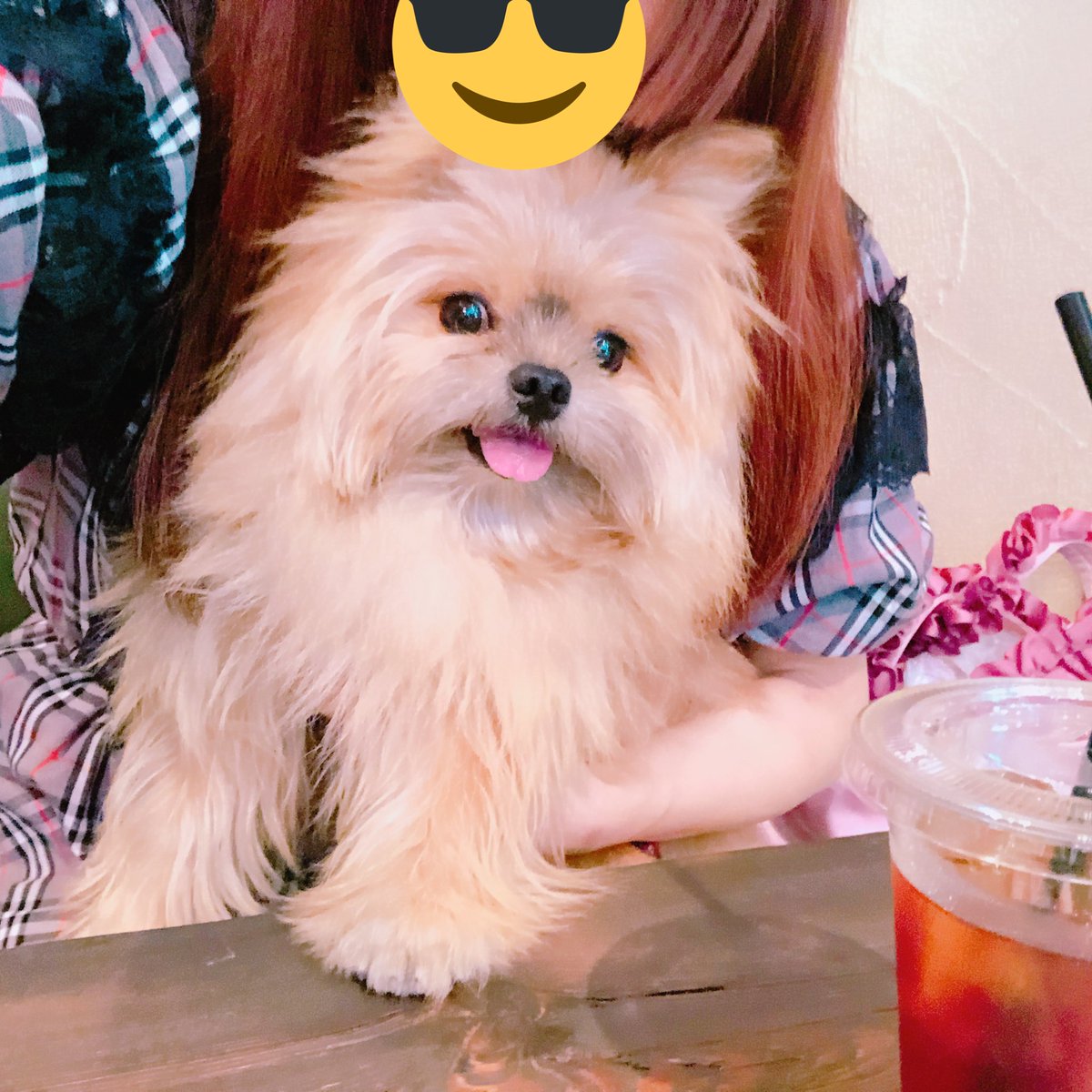pipi_823_'s tweet photo. ローストチキンにしたんだけどドッグカフェ緊張してるのかあまり食べない🐶💭
#DogConcierge&amp;Community
#ドッグカフェ
#ポメキー https://t.co/0VxWAqk4tZ