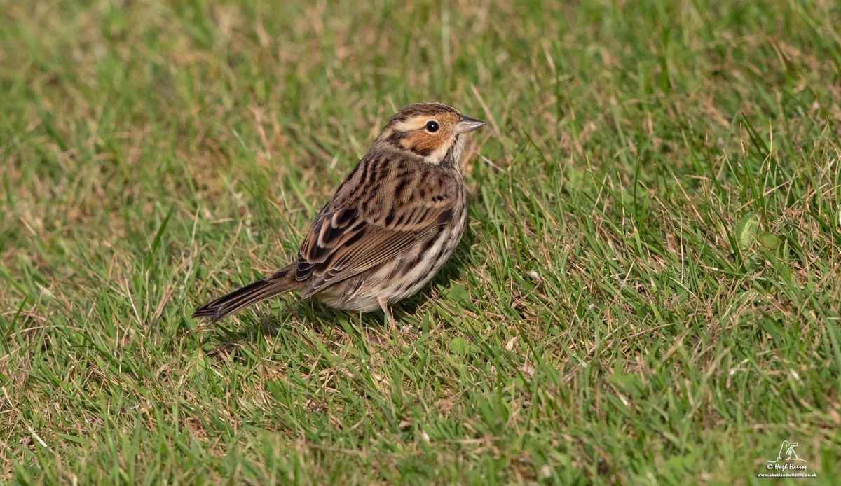 A fantastic few days for our two 'Autumn Gold' birding groups. Highlights thus far have included Isabelline Shrike, European Bee-eater, Semipalmated Sandpiper, Richard's Pipit, Little Bunting, Olive-backed Pipit, lots of Yellow-browed Warblers &amp; a pod of Long-finned Pilot Whales.