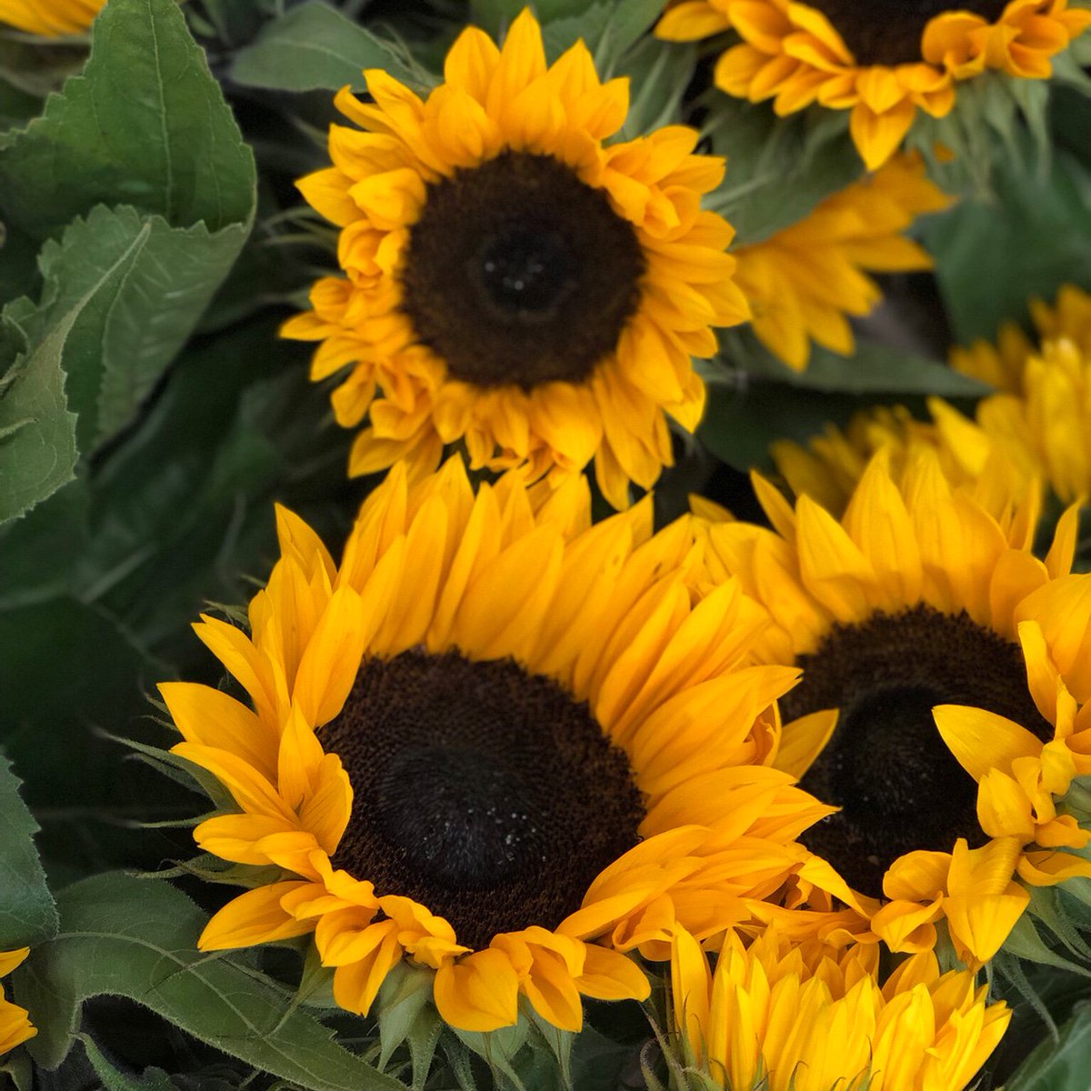 DutchFlowerAD's tweet photo. Brightening up a horrible rainy morning with some sunny sunflowers! 🌧️ https://t.co/NXIdnAvoxs