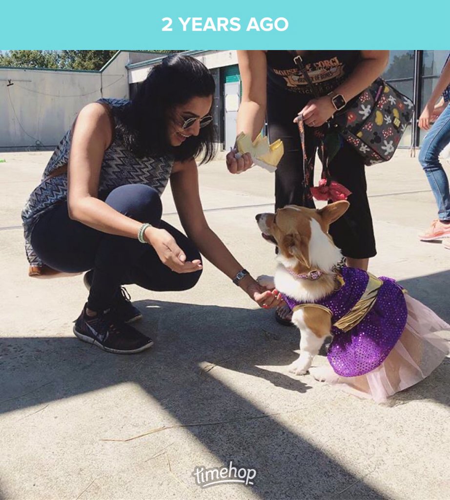 Sahridaya's tweet image. #CorgiCon is the cutest thing ever!