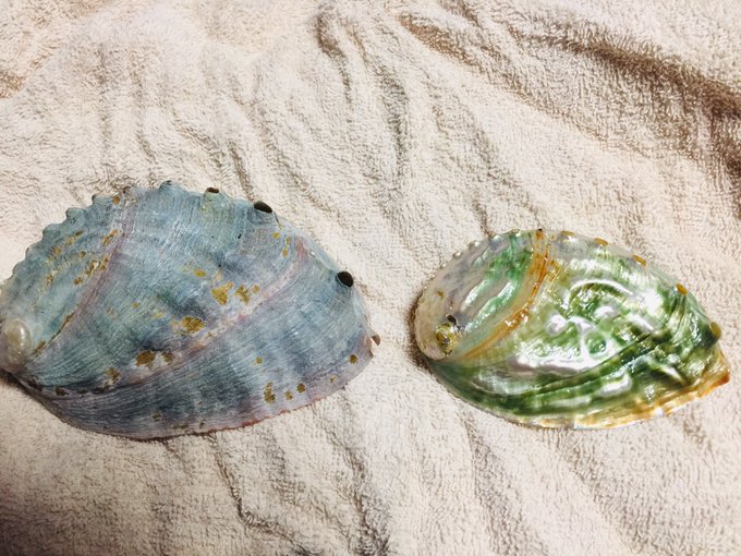 加工途中👉加工後
色味を残すのも面白いけど真珠層のみのが欲しいから
左のは部分的に追加酸漬けしてサンダーで削ってひたすら磨く予定
