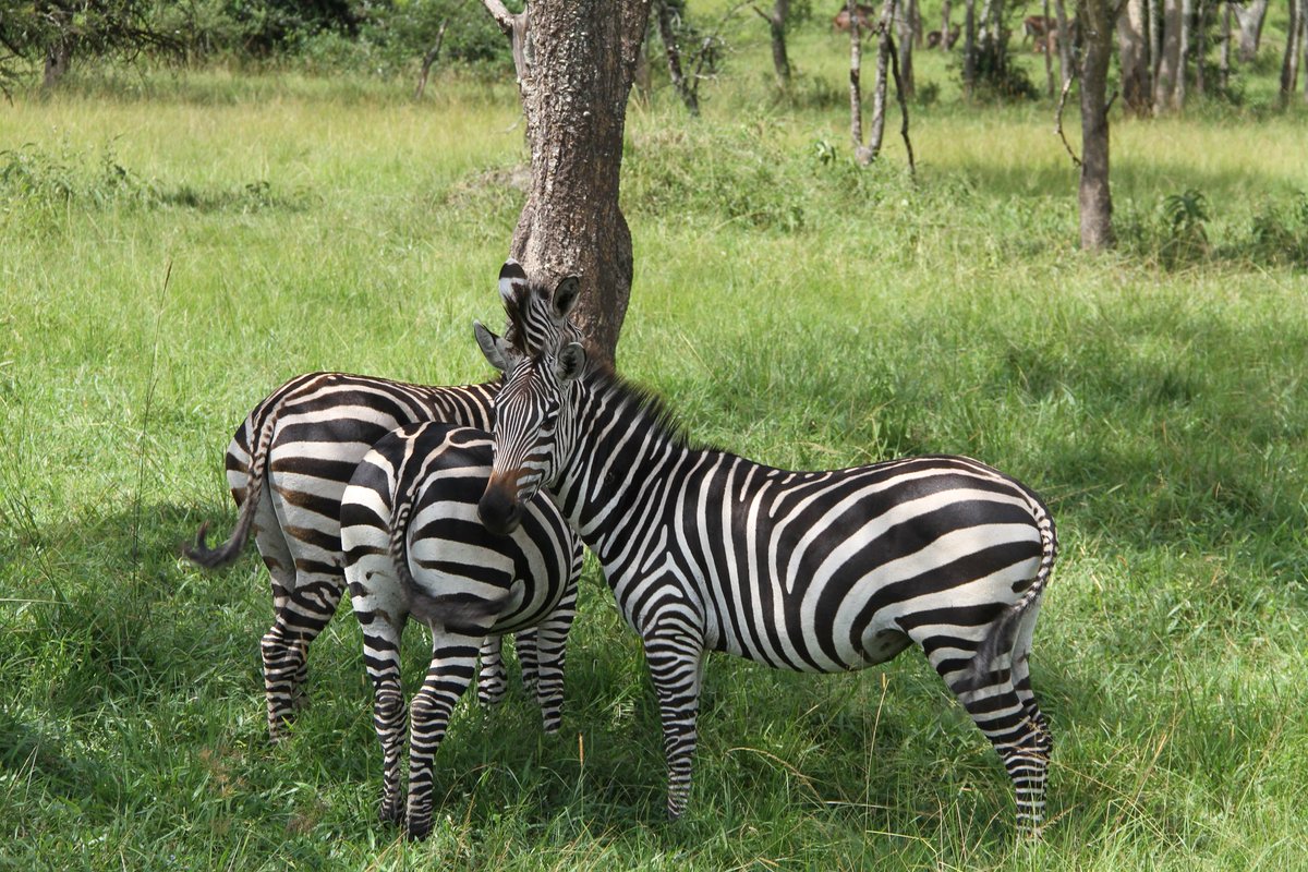 KarumunaSafaris's tweet image. Enjoy the peace and tranquility in the Ankole-Masaka corridor where #Lake Mburo National park lies, with an assurance of seeing the #Burchell’s zebra. Have it all with #Karumuna safaris @
#https://uganda-gorillatours.com/
#www.karumunasafaris.com