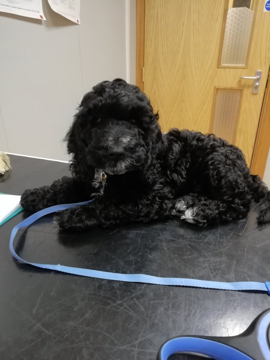 #NationalBlackDogDay Merlin's first trip to the vets #cockapoo