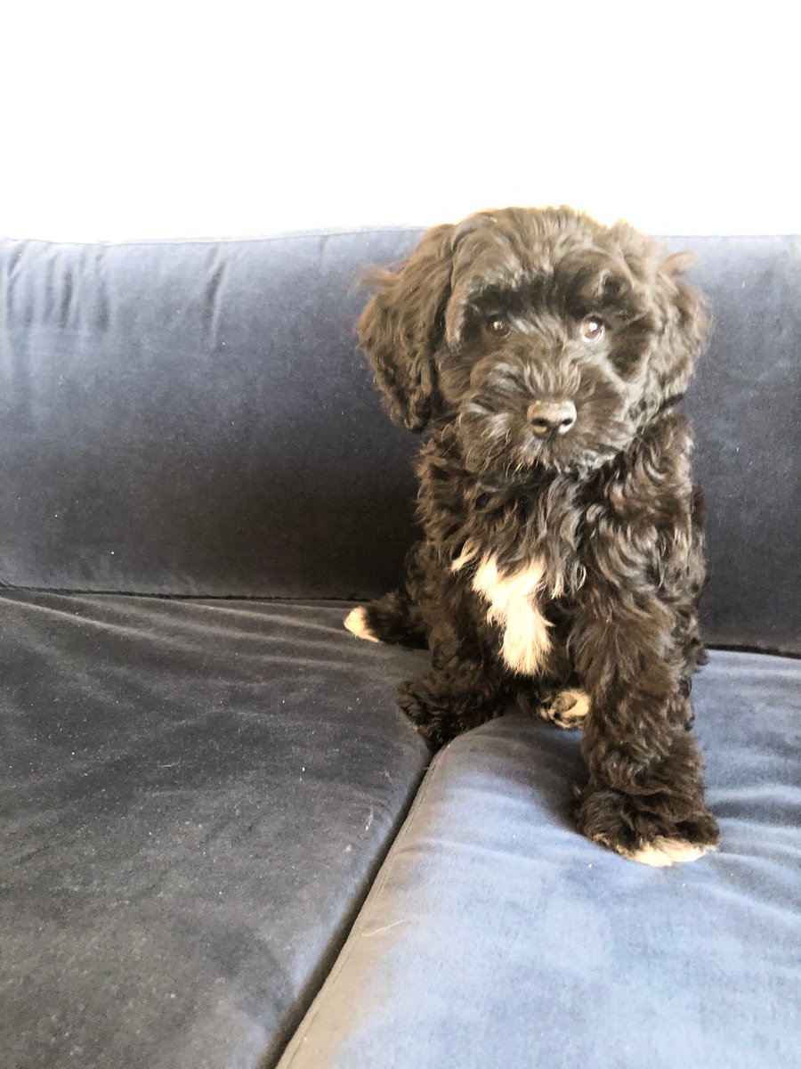 moxiepoxi's tweet photo. Tweeter meet Wasabi 🥺🥺 https://t.co/8cO85dSW8b