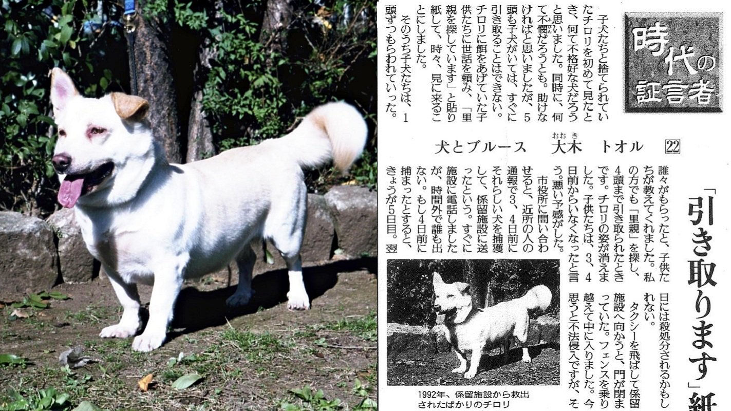 読売新聞 編集委員室 على تويتر 朝刊連載 時代の証言者 大木トオルさんの22回目 子犬5頭と捨てられていた母犬のチロリは 捕獲されて係留 施設に送られてしまいます 大木さんは自分の犬だとウソをつき 殺処分直前で救出します 捨て犬から日本初のセラピードッグ 読売新聞 編集委員室 على تويتر 朝刊連載 時代の証言者 大木トオルさんの22回目 子犬5頭と捨てられていた母犬のチロリは 捕獲されて係留 施設に送られてしまいます 大木さんは自分の犬だとウソをつき 殺処分直前で救出します 捨て犬から日本初のセラピードッグ