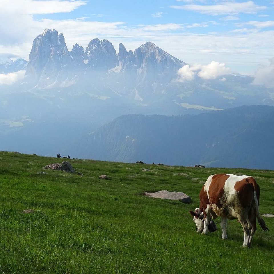 🍀🍀 That really is a restaurant with views. Lucky cow!   🍀☘️

#dolomiticexperience #dolomites #gettoknowthedolomites #splendid_animals #beautifuldestinations #bestvacations #familytravel #parentswhowander #familytraveltribe #exploremore #goplayoutside #keepexploring