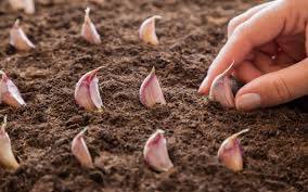 allotmentonline's tweet photo. Sow over wintering onions and garlic now as well as peas and broad beans 👌👩🏼🌾🙌🏻#allotmentonline #octoberjobs #sowingandgrowing https://t.co/jwWY6CUnsV