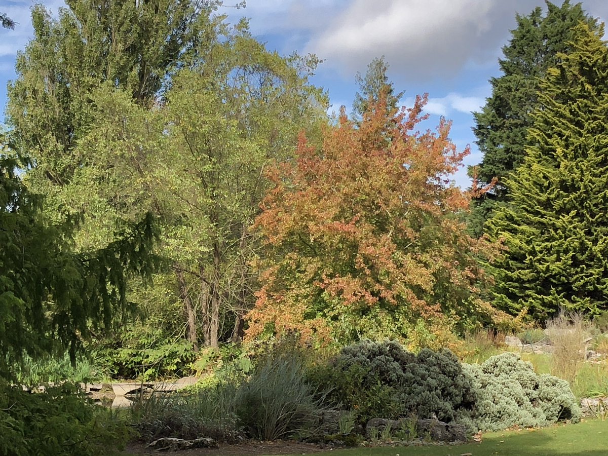 CUBotanicGarden's tweet photo. Autumn is creeping in here - as shown by our Liquidambar styraciflua ‘Worplesdon’ - its leaves are just starting to turn colour and will deepen as the season progresses 🍁 #autumn #leafcolour #Cambridge https://t.co/HMma5Ked6V