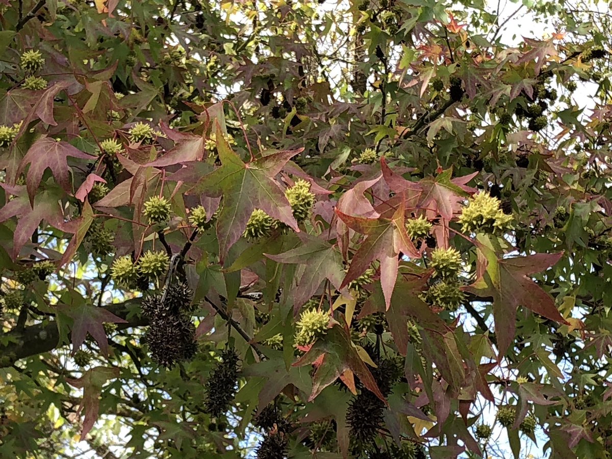 CUBotanicGarden's tweet photo. Autumn is creeping in here - as shown by our Liquidambar styraciflua ‘Worplesdon’ - its leaves are just starting to turn colour and will deepen as the season progresses 🍁 #autumn #leafcolour #Cambridge https://t.co/HMma5Ked6V