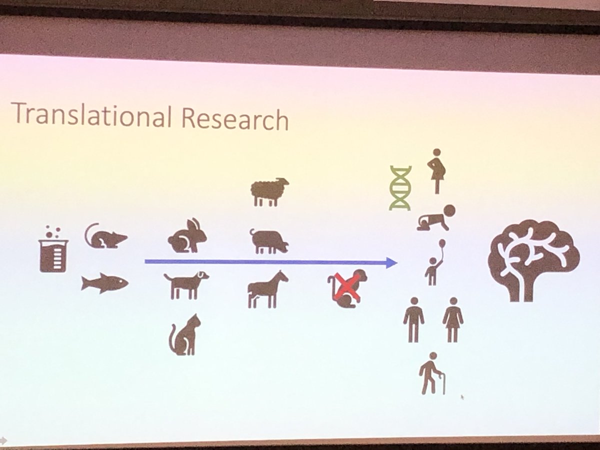 EdinUniImaging's tweet photo. Gerry Thompson explains why Edinburgh Imaging has all the expertise and Imaging modalities to allow for #translational #research to be successful - breaking down the barriers between human and animal research. #LARIF #MRI #neuroimaging @inra_sa @INR_MX @PharmaVetmeduni https://t.co/13HZHfvuPu