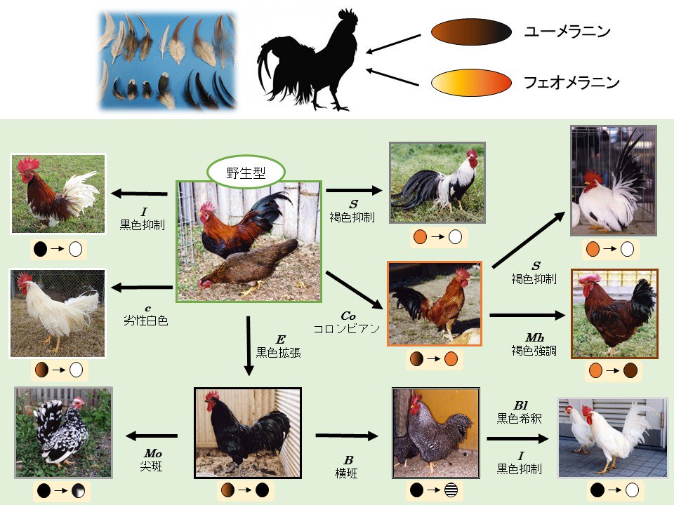 新品　ニワトリ　違う色の二羽 新品 ニワトリ 違う色の二羽 カラフルなニワトリ | tsuitachi
