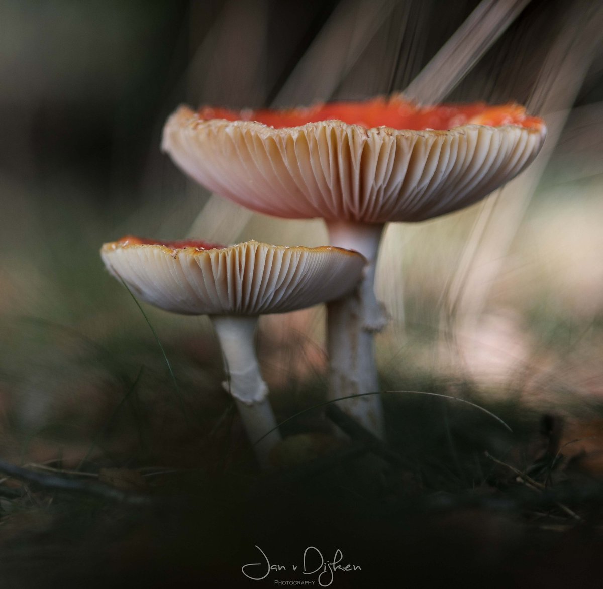 weerphotography's tweet photo. Herfst 1 Oktober Drenthe. https://t.co/IX5b41fhXv