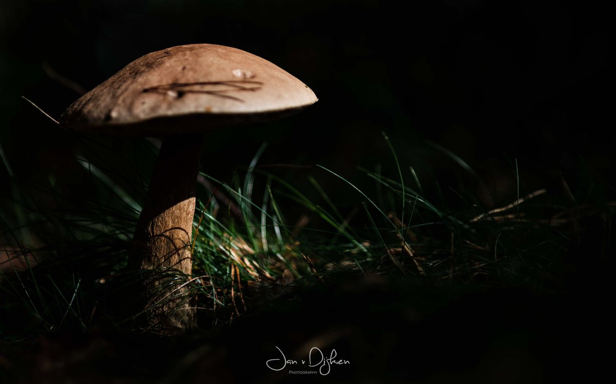 weerphotography's tweet photo. Herfst 1 Oktober Drenthe. https://t.co/IX5b41fhXv