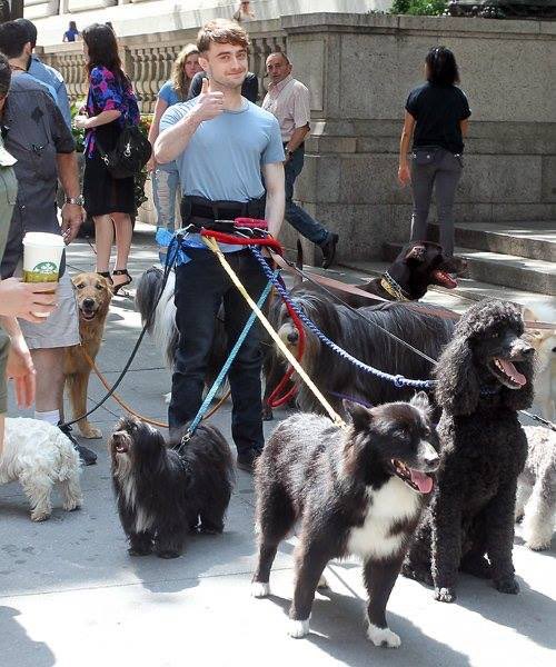 Dan Radcliffe Japan 今更ながらに画像が流れてきて世間を軽くざわつかせていますが これらの画像はコメディ映画trainwreck 15年 邦題 エイミー エイミー エイミー こじらせシングルライフの抜け出し方 の劇中劇のワンシーンです ダニエル