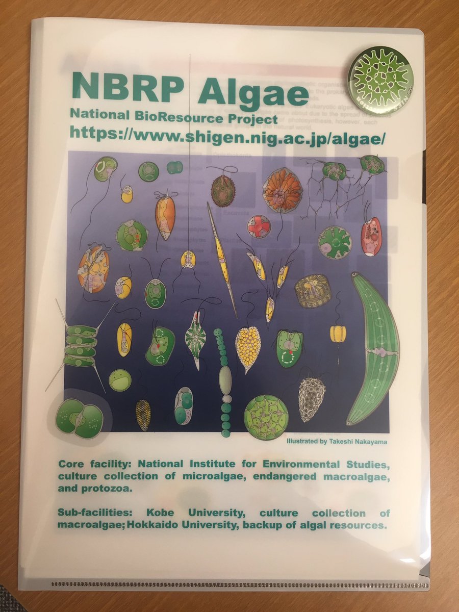 MargaretBrisbin's tweet photo. For this #TinyPrettyTuesday , I present this amazing folder and pin an anti-Twitter but beloved post doc In my lab brought back for me from a meeting last week. Best present ever? #protists #plankton https://t.co/oULFHtE4bR