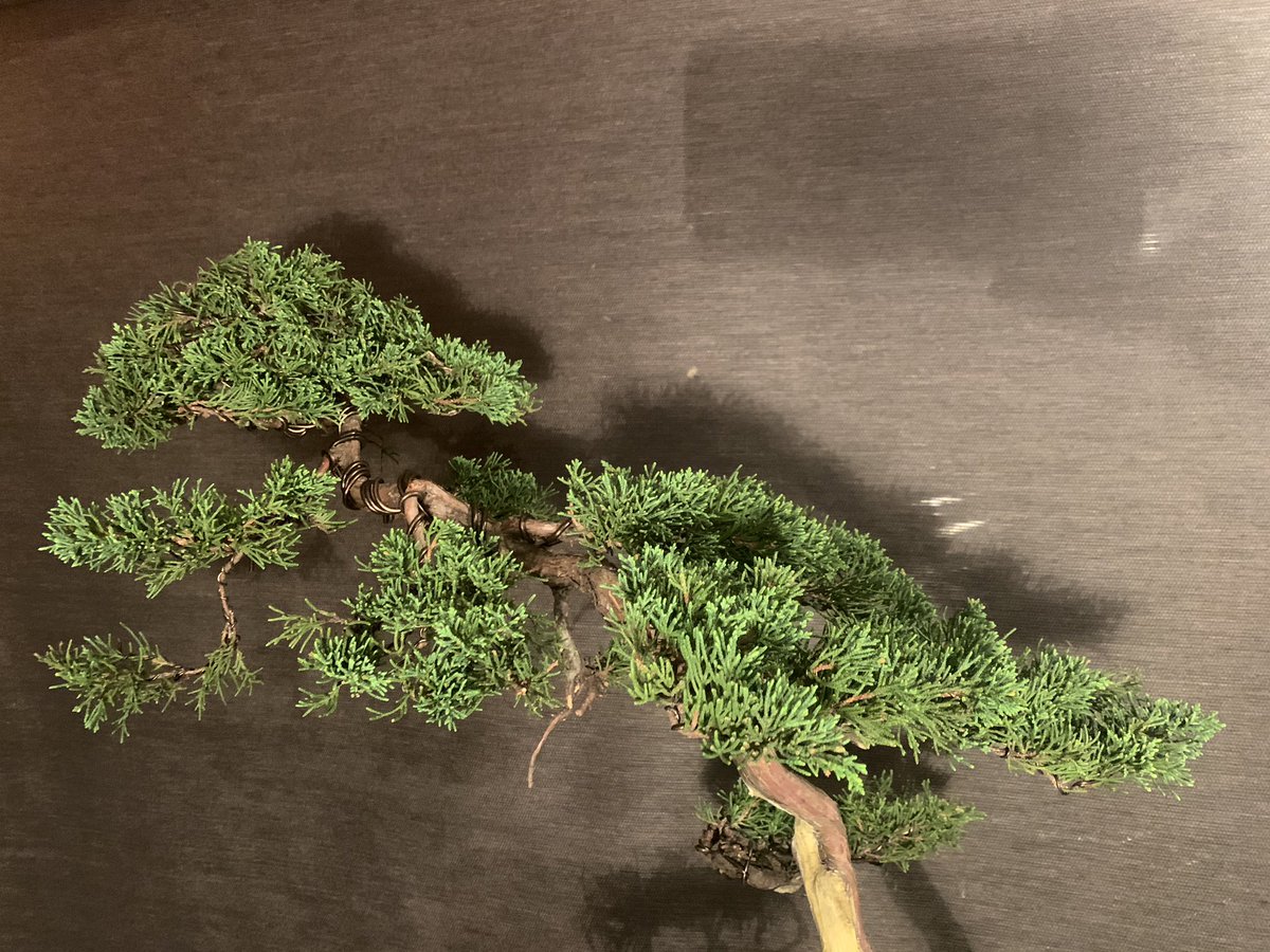 楽しい盆栽日記 V Twitter 以前載せた10年近く放置していた真柏の改作が終わりました 少しずつ育てながら良くしていこうと思います 明日あたりyoutubeに動画載せようかと思います 今回は 樹冠の作り方と幹を磨くとこが見所です 石灰硫黄合剤塗りたてです