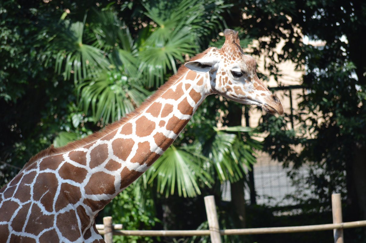 公園 多摩 動物