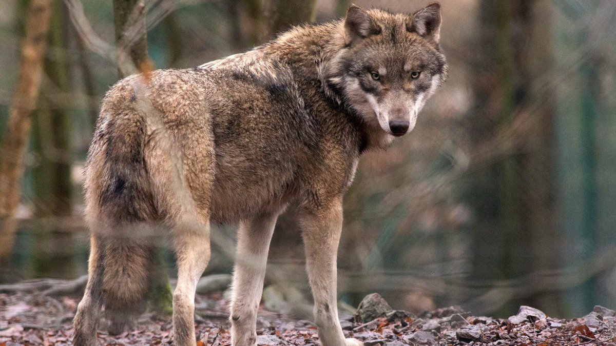 rte's tweet photo. Green Party calls for reintroduction of wolves in Ireland https://t.co/GCoQLz5dD9 via @rtenews https://t.co/sOWVjbDwj0