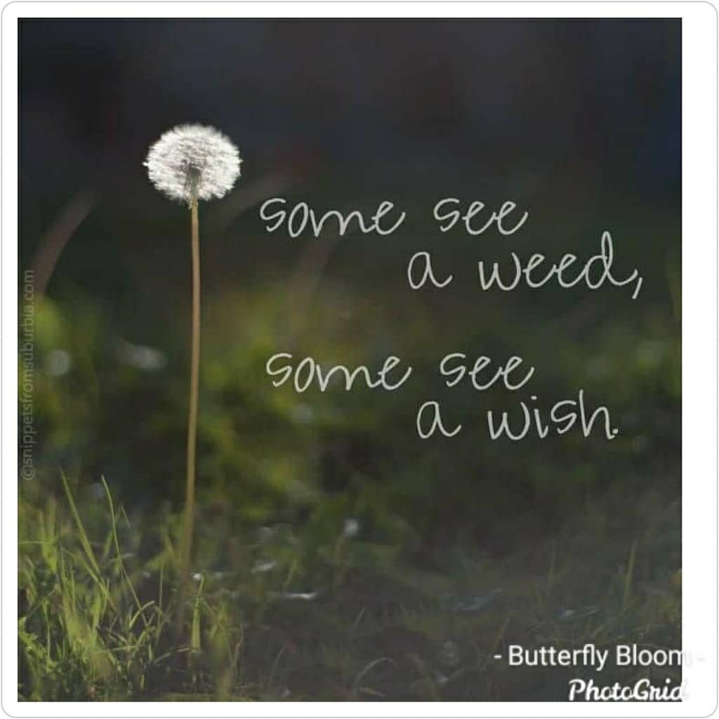 ButterflyBloom2 tweet picture