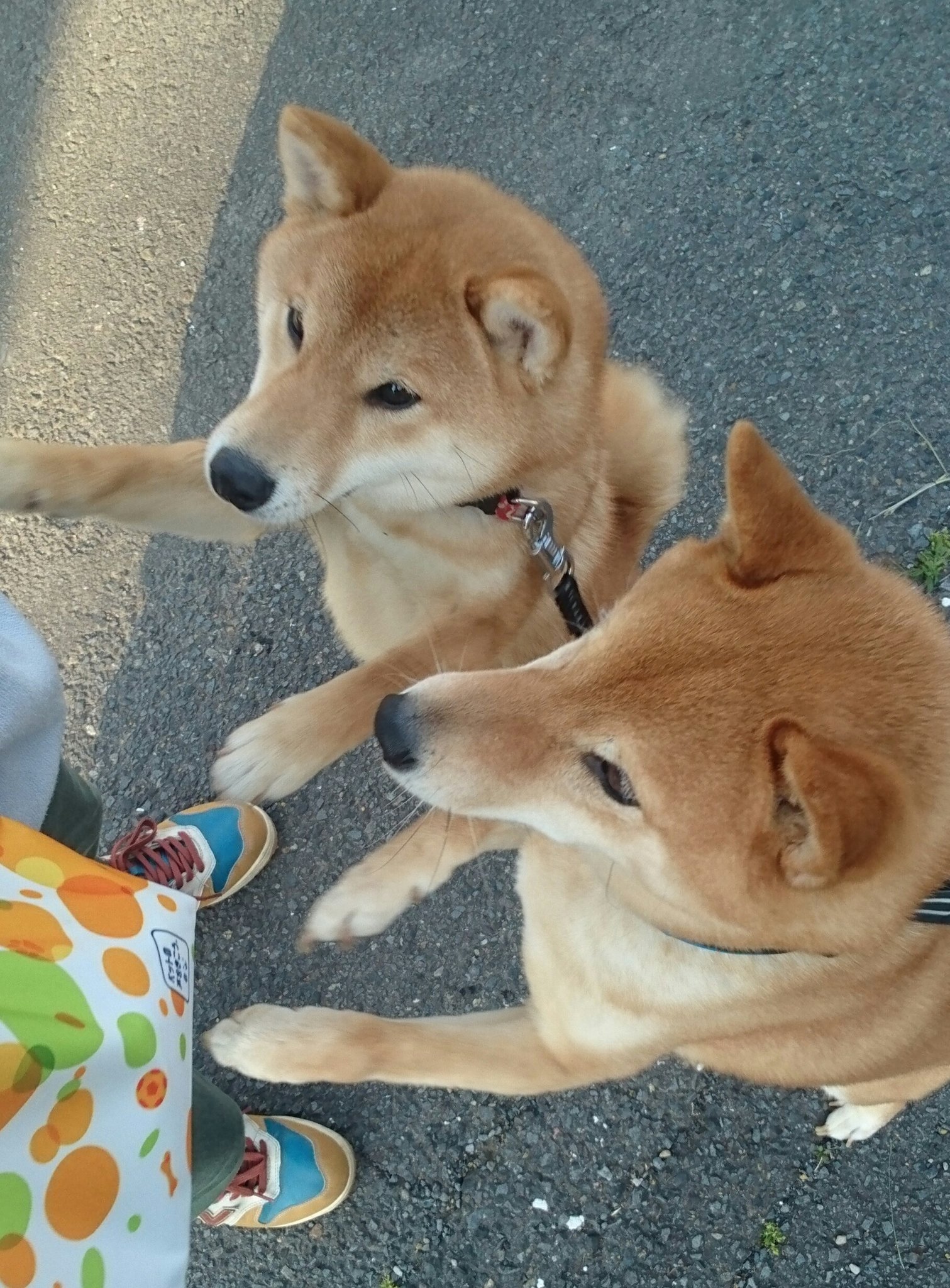 柴犬 てつぞう 兄 柴犬 みなみ 妹 على تويتر 仕事から帰ったら 秋田犬の妖精フェアリーさんの飼い主さんから 当選したポストカードセットが届いてました 手書きイラストも カードもどれも可愛くて素敵 有難う御座います 大切にします 柴犬 てつぞう 兄 柴犬 みなみ 妹 على تويتر 仕事から帰ったら 秋田犬の妖精フェアリーさんの飼い主さんから 当選したポストカードセットが届いてました 手書きイラストも カードもどれも可愛くて素敵 有難う御座います 大切にします