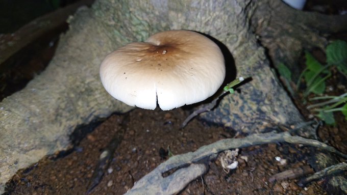 芝生にキノコ ガーデニングで知っておきたいキノコの知識5ポイント Gardeniwa