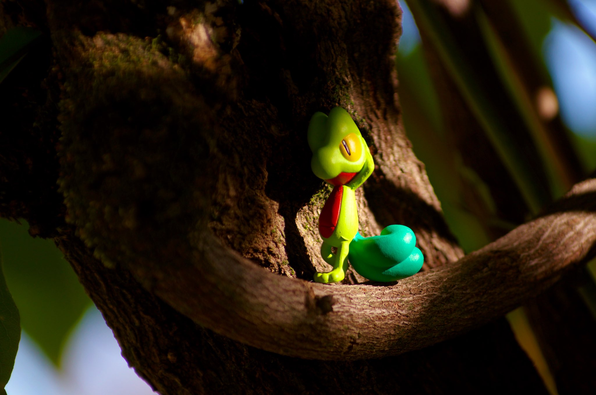 リアポケ No 252 キモリ Treecko 小休止 ポケモン写真 ポケモン野外撮影 Toyphotography Pokemon Realpokefinder Realpokemonsnap リアルポケファインダー リアル ポケモンスナップ ポケモンテラリウムコレクション T Co Bvawjmgpf4