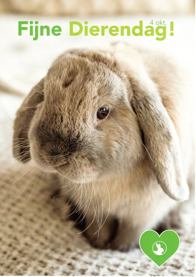 een cadeautje voor uw huisdier  happyhuisdier.com  knuffelenco.nl