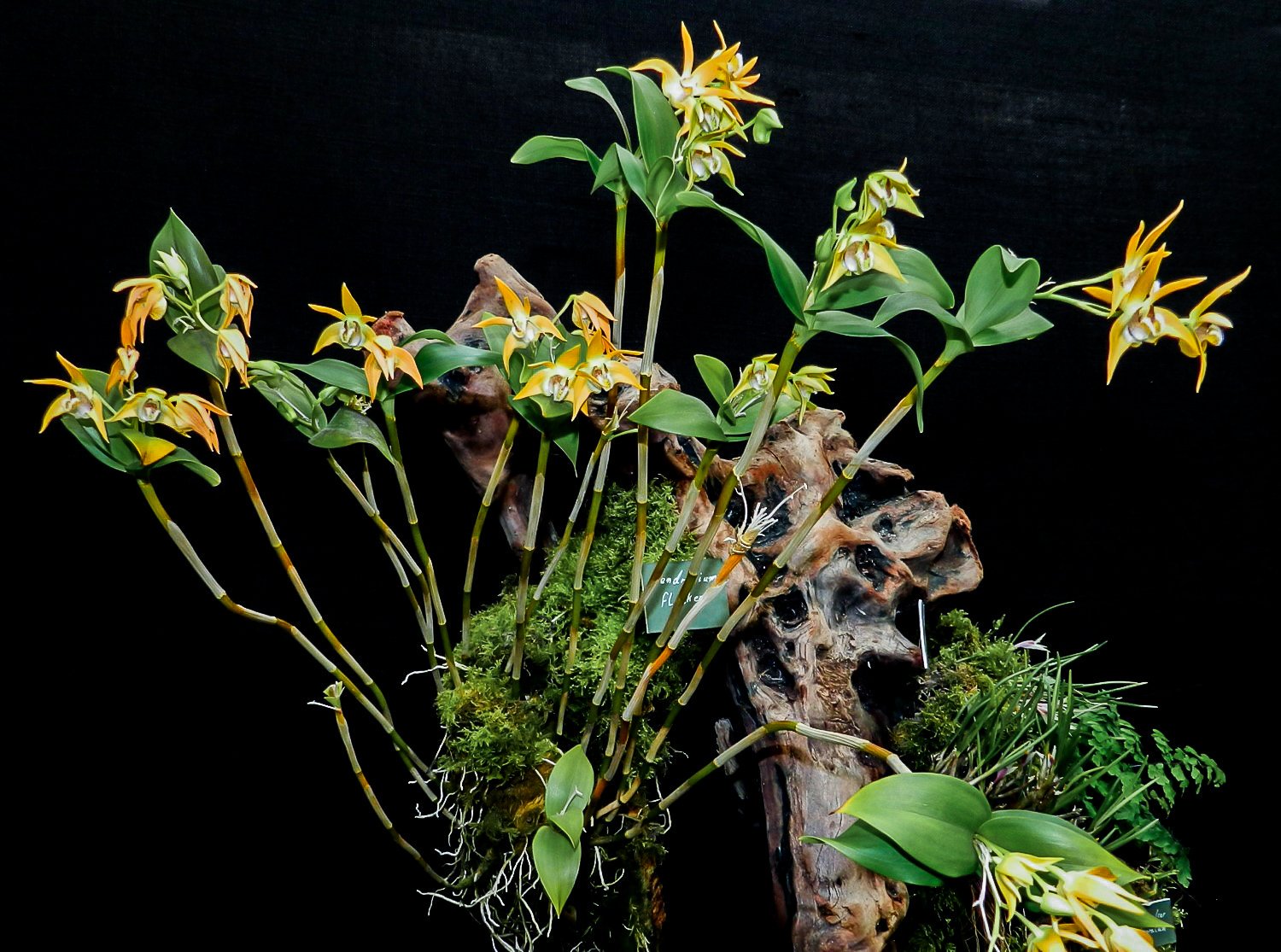 Kết quả hình ảnh cho Dendrobium fleckeri
