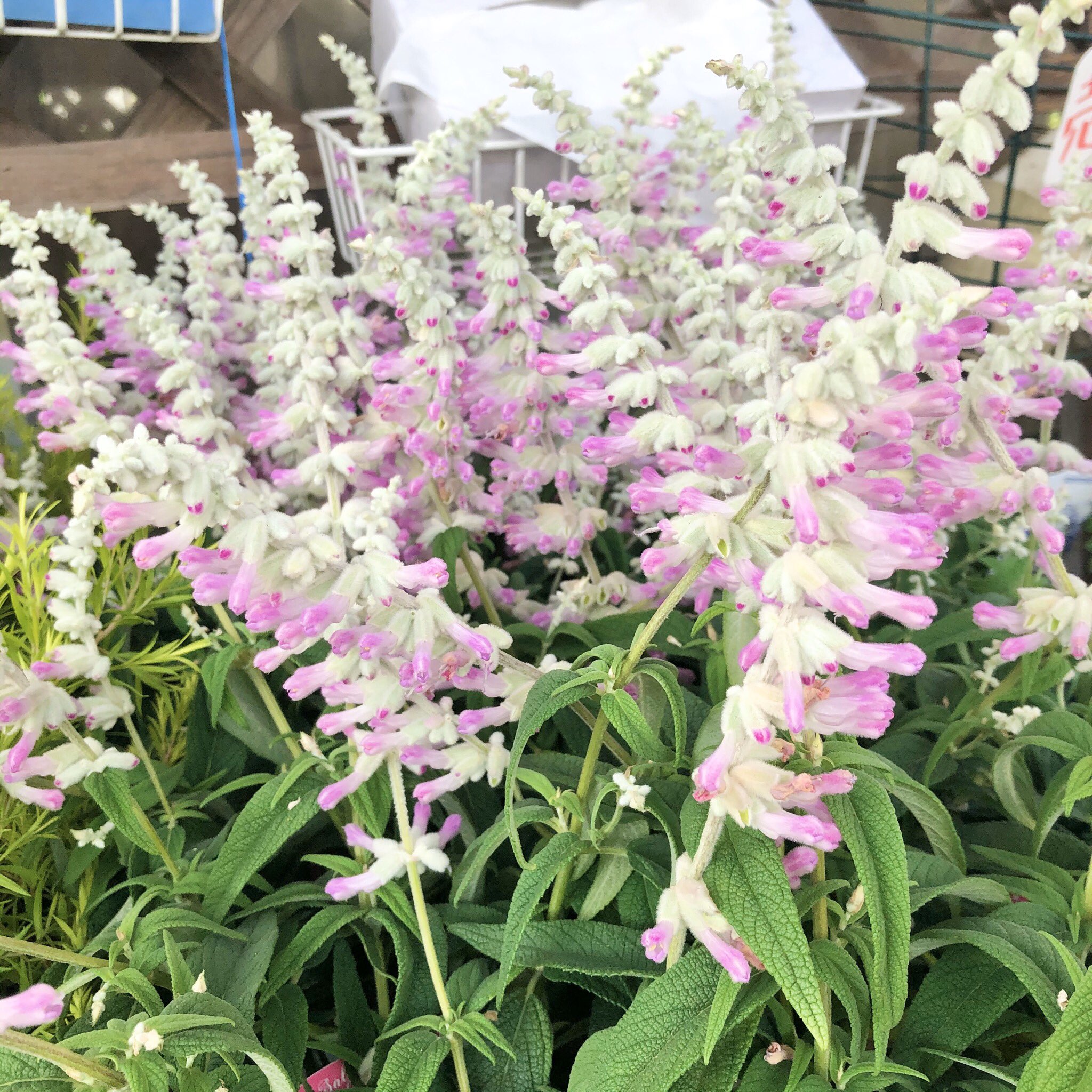 明幸園 魚住店 サルビア レウカンサ フェアリーピンク 白い柔らかな蕾から 桃色の花を覗かせる可愛らしいお花です 優しいピンク色のお花は寄せ植えや花壇にオススメです 明幸園 明幸園魚住店 花好きな人と繋がりたい 花のある暮らし
