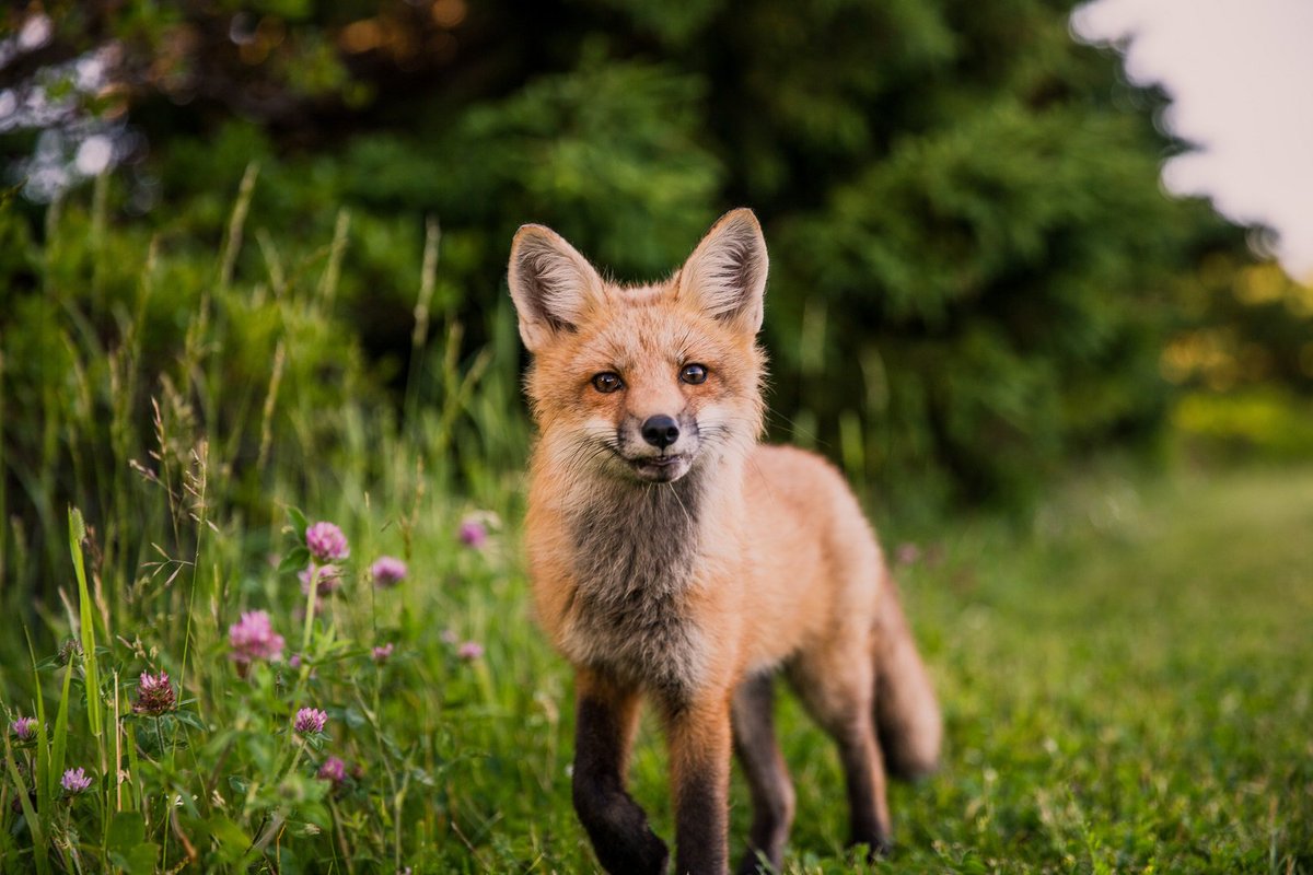 The Animals and Wildlife (Penalties, Protections and Powers) (Scotland) Bill was introduced by the Scottish Government on Monday. 

Further details of the Bill are available here: ow.ly/jW1n50wy4x2
