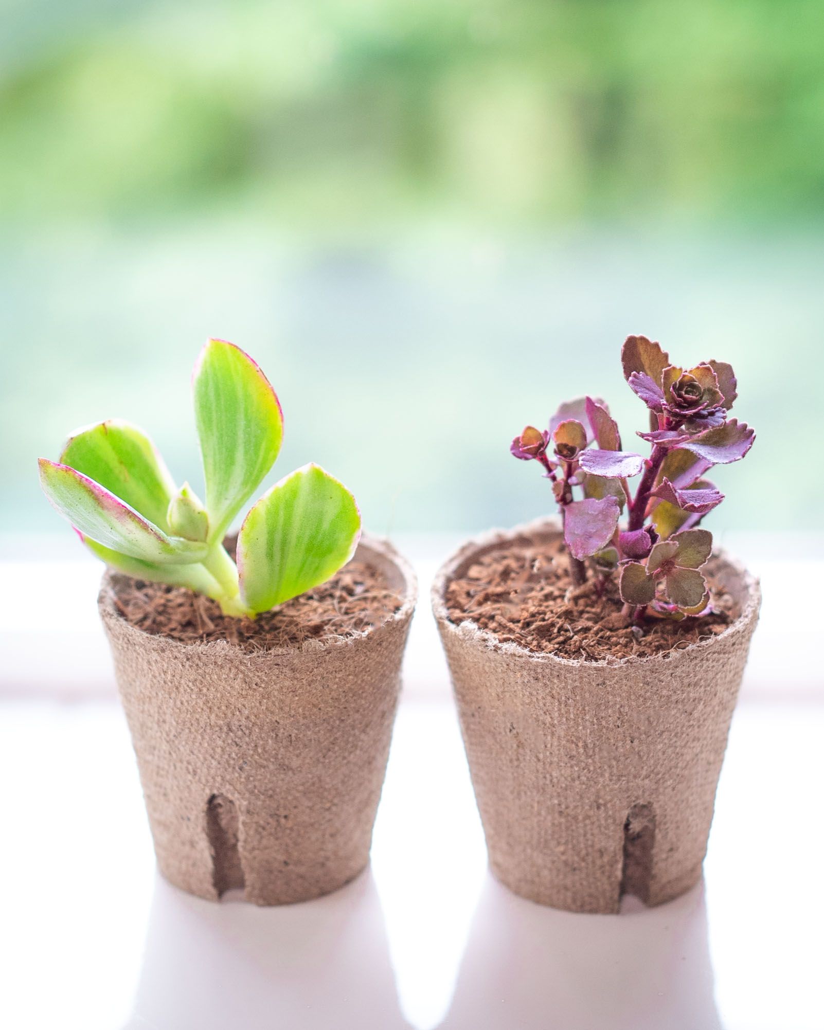 Succulent Studios October Succulents Are Here The Perfect Autumn Greenery Starts With A Lemon Amp Lime A Variegated Jade And Dragon S Blood Just In Time For Spooky Season