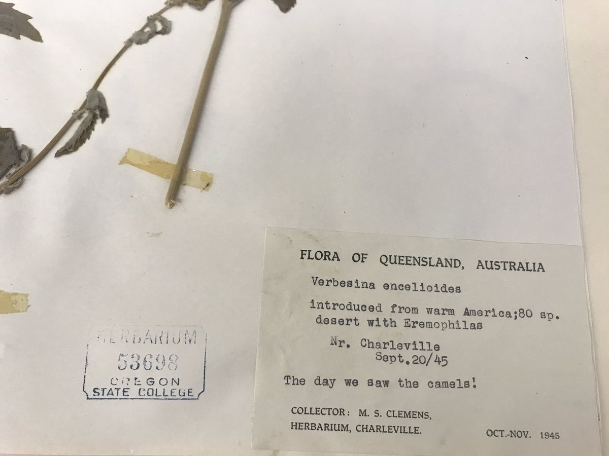 OSU_Herbarium's tweet photo. Even consummate botanist Mary Strong Clemens was more excited about the animals than plants that day 🐪 🐪 #herbarium #collectionstories https://t.co/24jKwf9Oc0