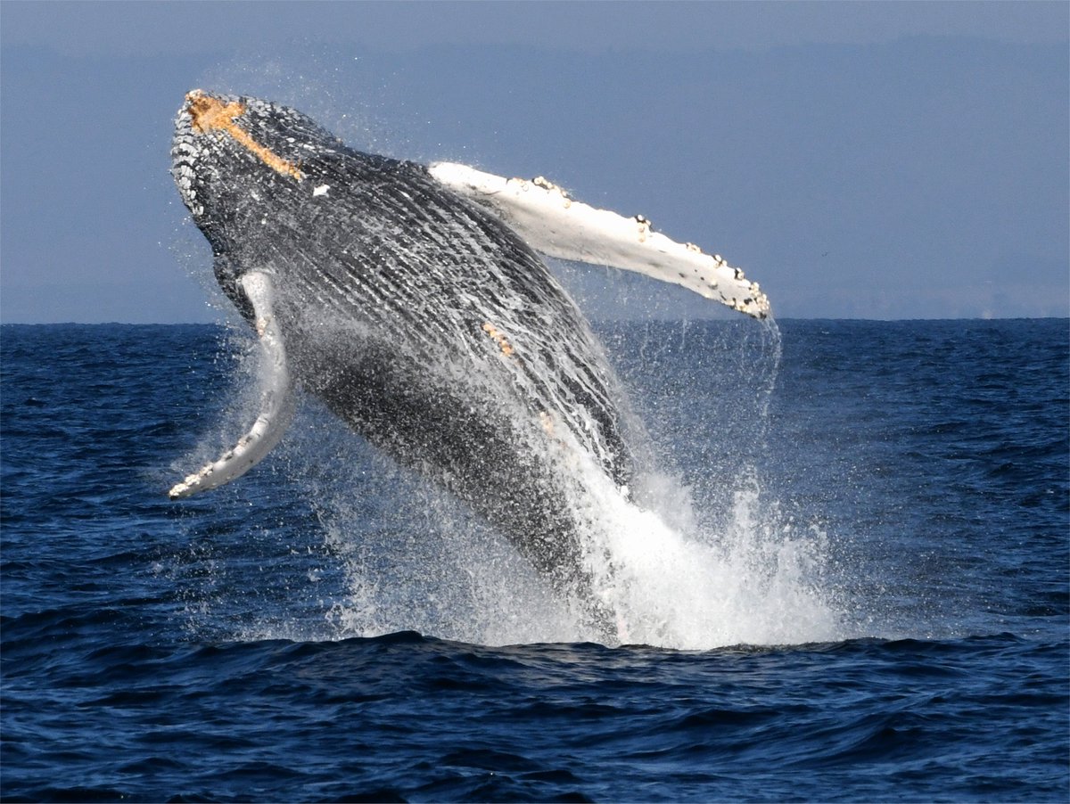 NOAA_CINMS's tweet photo. BIG NEWS: We’re updating the management plan for @NOAA_CINMS! Get the details, including how you can weigh in now through November 15, at https://t.co/41IoDRMtOs. And don't forget to share your #TuesdayThoughts on the federal register!

📸: Robert Schwemmer/NOAA https://t.co/gZh8BoFQOm