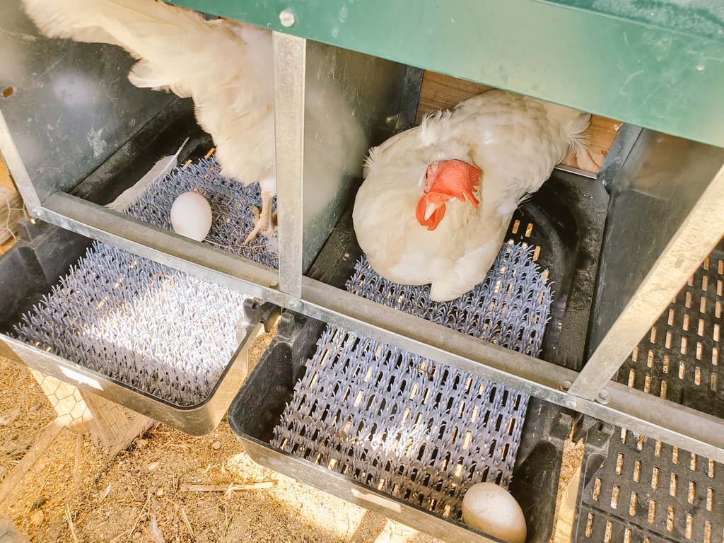 BLopezWagner's tweet image. Feeling the Texas heat and love alongside @KimIwanski. A great day hanging with these chickens and clearing out their coops under the direction of our @mobileloaves farm lead, Gary. 
#Austin #ComNet19 #ServingGoodness