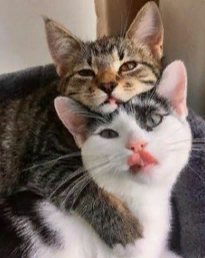marillion13's tweet photo. 1 of both #Bleps4ESA!!! 
😛😛😛😽😽😽💖💖💖🐾🐾🐾 https://t.co/BayzcTS0cG