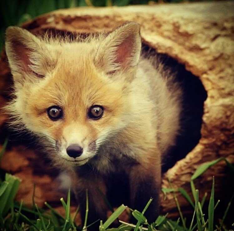 O Pequeno Príncipe tweet media