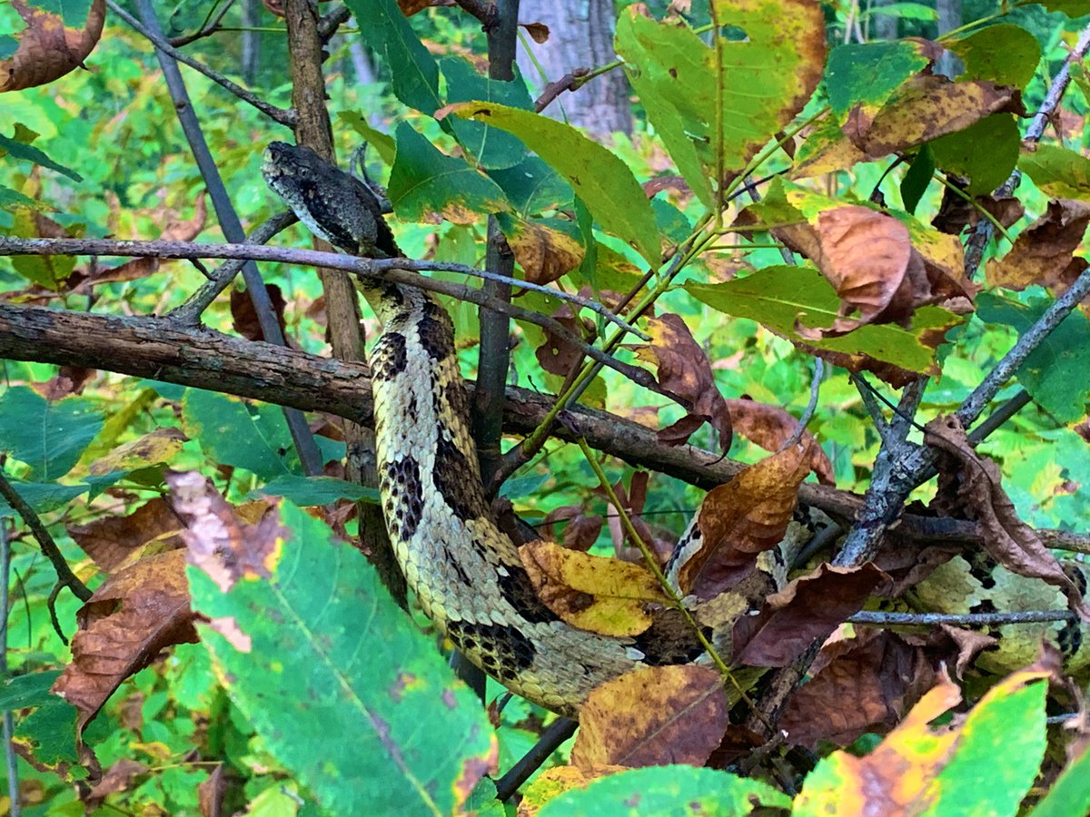 Timber Tweets (@timbertweets) on Twitter photo #Cricket decided to climb into a small tree to evade his predators (us)! While Timbers aren’t really tree-dwellers, this particular snake tends to hangout around treefalls and has been seen on an elevated thorn patch 20 feet above a ravine! <a href="/OSUEnvironment/">School of Environment and Natural Resources (SENR)</a> <a href="/Peterman_Lab/">Peterman Lab</a> #Cricket decided to climb into a small tree to evade his predators (us)! While Timbers aren’t really tree-dwellers, this particular snake tends to hangout around treefalls and has been seen on an elevated thorn patch 20 feet above a ravine! <a href="/OSUEnvironment/">School of Environment and Natural Resources (SENR)</a> <a href="/Peterman_Lab/">Peterman Lab</a>
