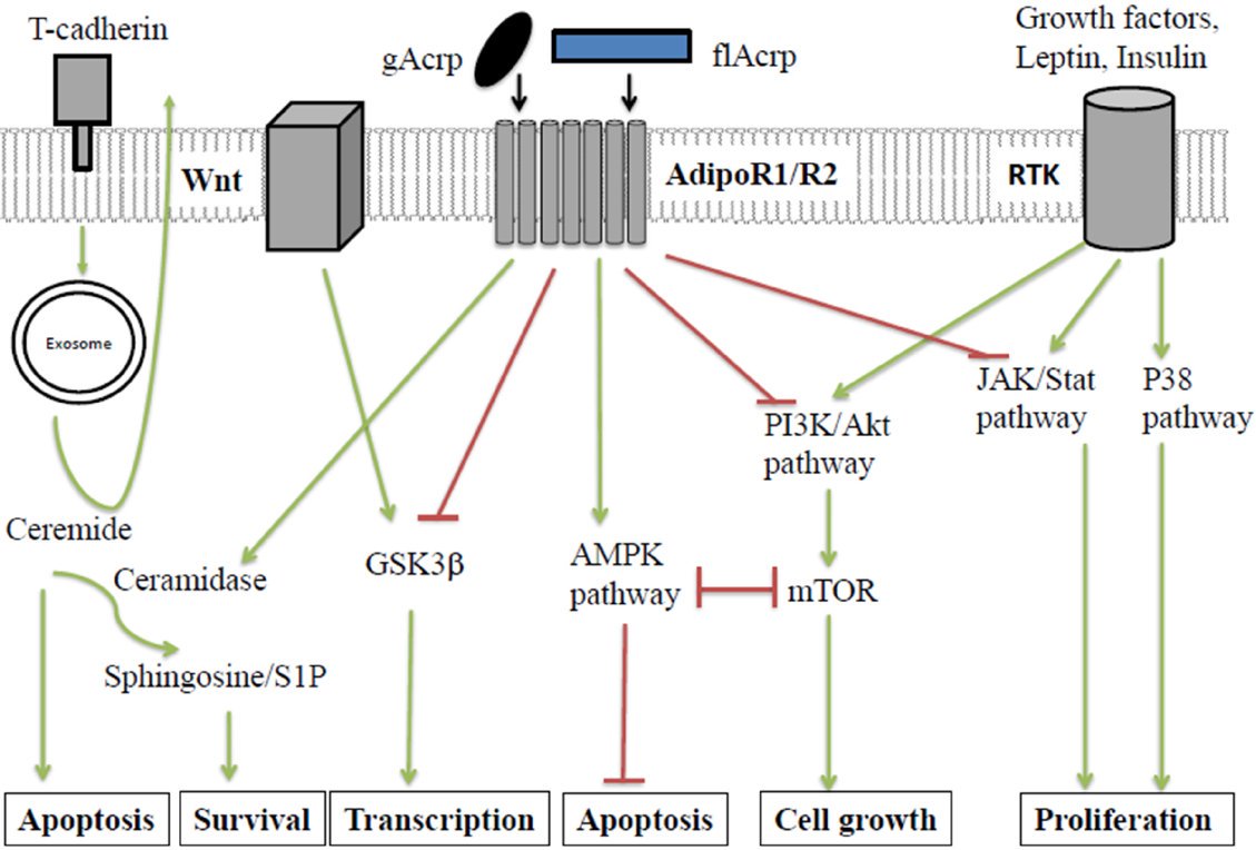 JCMT_CancerNews's tweet photo. Complex interaction of adiponectin-mediated pathways on cancer treatment: a novel therapeutic target | Review by Massimo Monks, Foivos Irakleidis &amp; Peng H. Tan from UCL Medical School + Department of Surgery, Royal Free NHS Foundation Hospital, London
https://t.co/fclqtlRrD6 https://t.co/aQPBkxjEiS