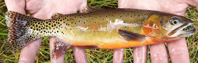 NMDGF's tweet photo. #TroutTuesday: The Rio Grande Cutthroat Trout is the southernmost occurring subspecies of Cutthroat Trout and is designated as New Mexico’s state fish. #RioGrandeCutthroatTrout #NMstatefish #fishofnm #fishnm https://t.co/W4LNQmhYPW