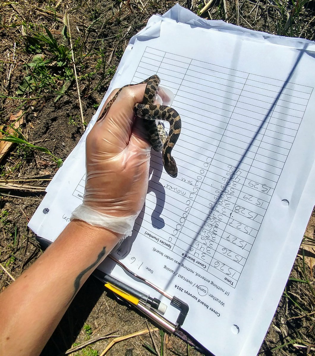 ReptileRachel's tweet photo. Ready aaaaaany day now to be done writing and back out in the field, hanging with lil foxsnake beans. Also will I ever buy gloves that actually fit me? Probably not. #fieldwork #foxsnake #gradschool https://t.co/Iupc5a9ApP