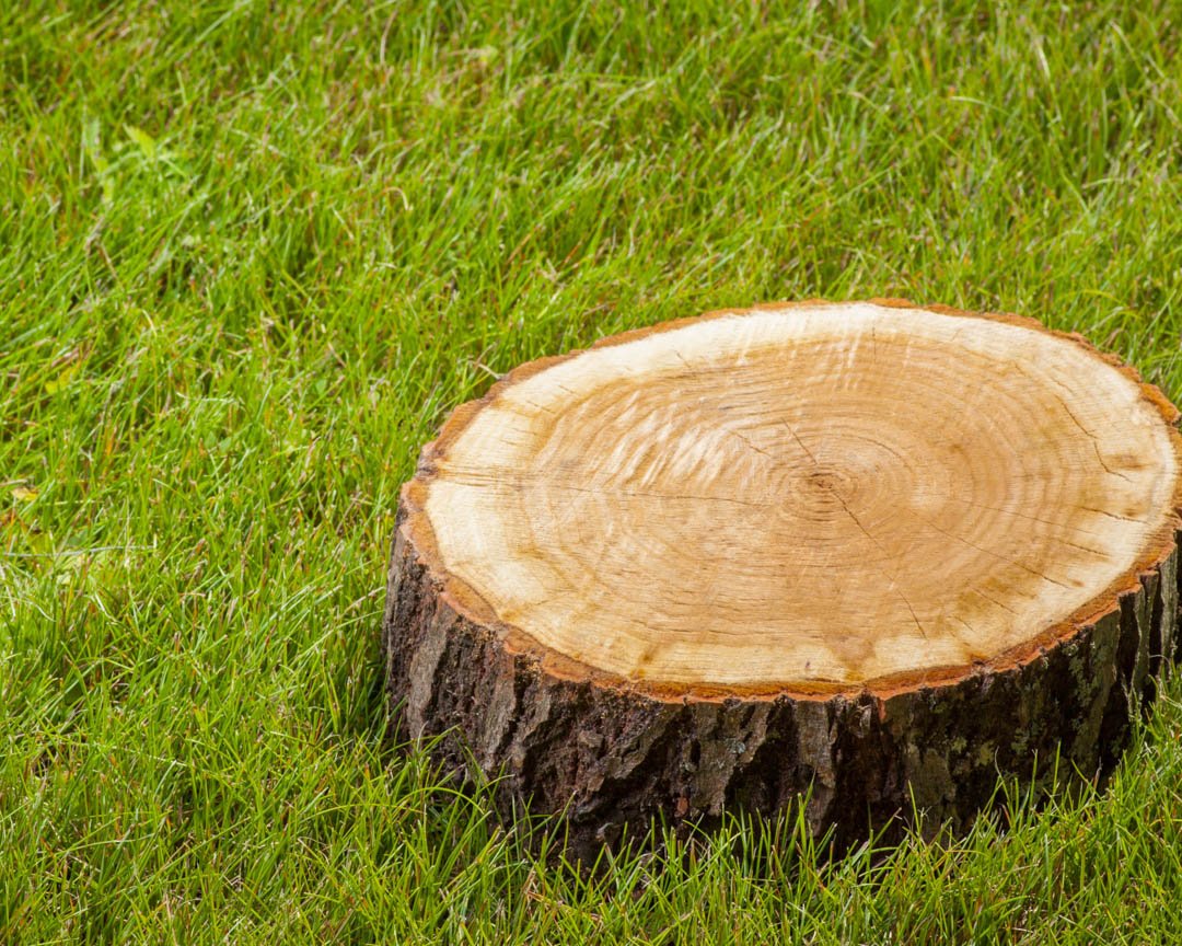 MarsamTree's tweet image. Embrace your #StumpRemoval needs, and contact #MarsamTreeService today to get the #bestinthebusiness working with you. Give Us A Call at # (828) 266-0397 today! #TreeRemovalCompany #StumpGrinding #StumpRemoval #TreeTopping #Arden28704 bit.ly/2TTTHOS